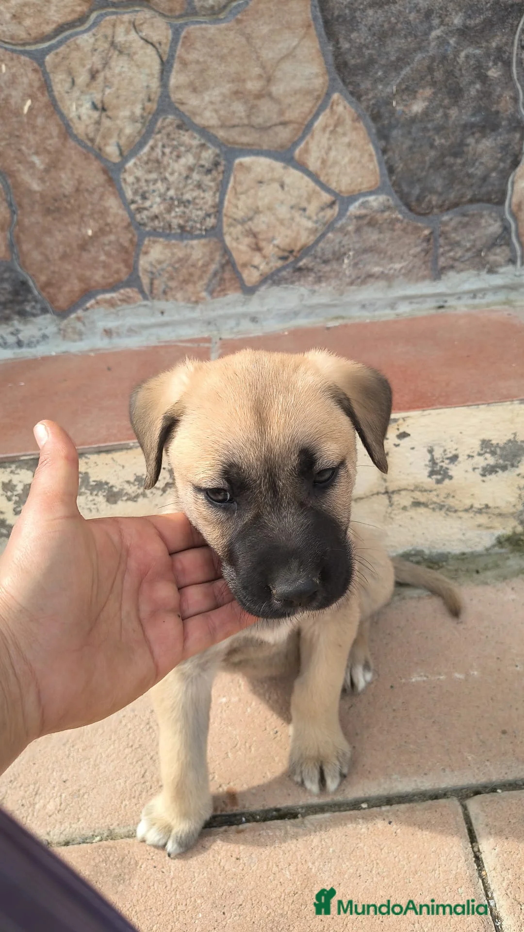 Mastín Español perros en venta: 200€ solo hoy PRECIO REAL.Última mastina en Cádiz - Anuncio 2