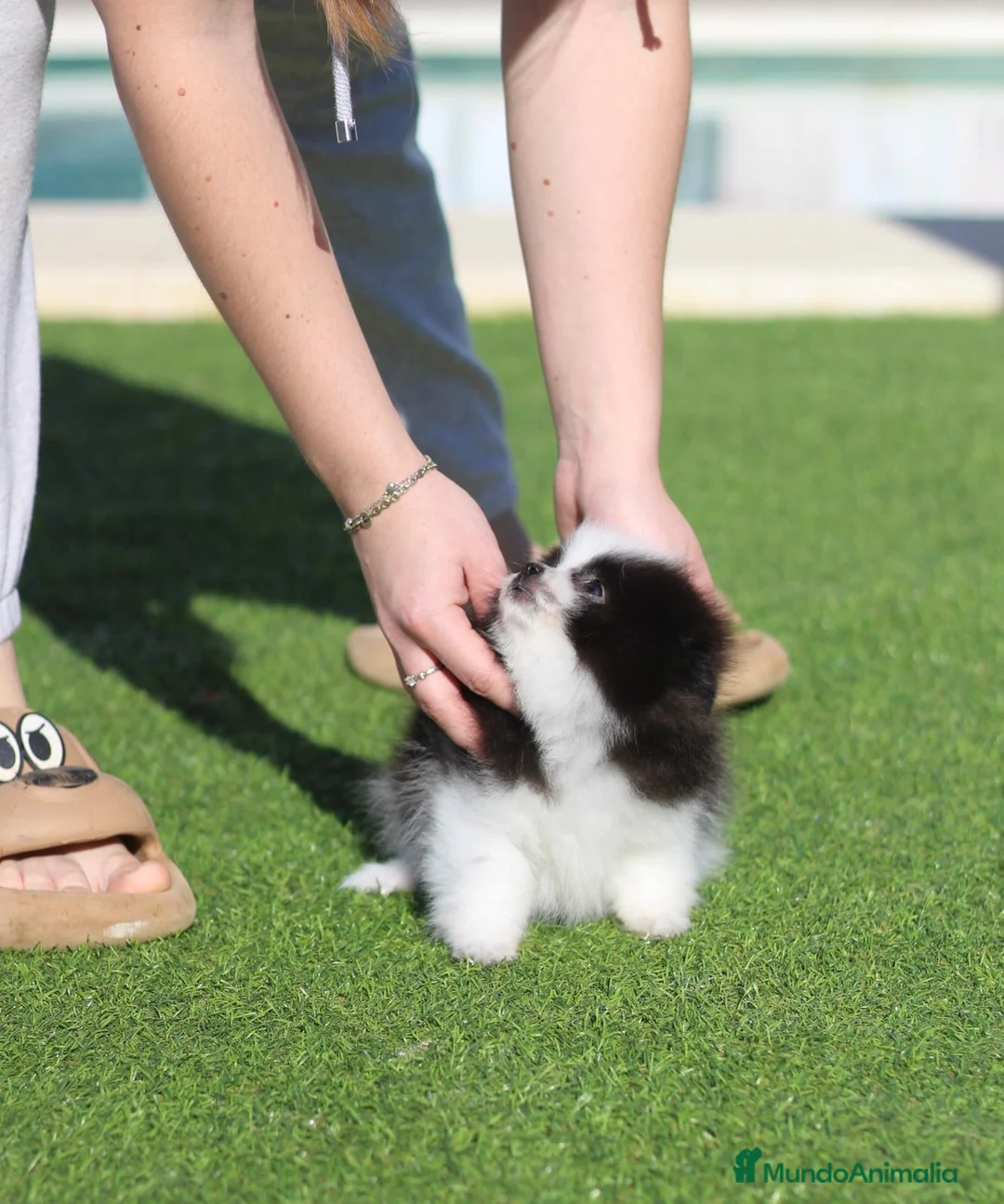 Pomerania perros en venta: Pomerania toy - Anuncio 4