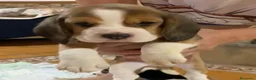 Beagle perros en venta: Cachorros de beagle tricolor  - Anuncio 4