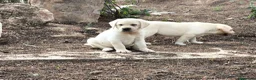 Labrador Retriever perros en venta: camada labrador - Anuncio 6