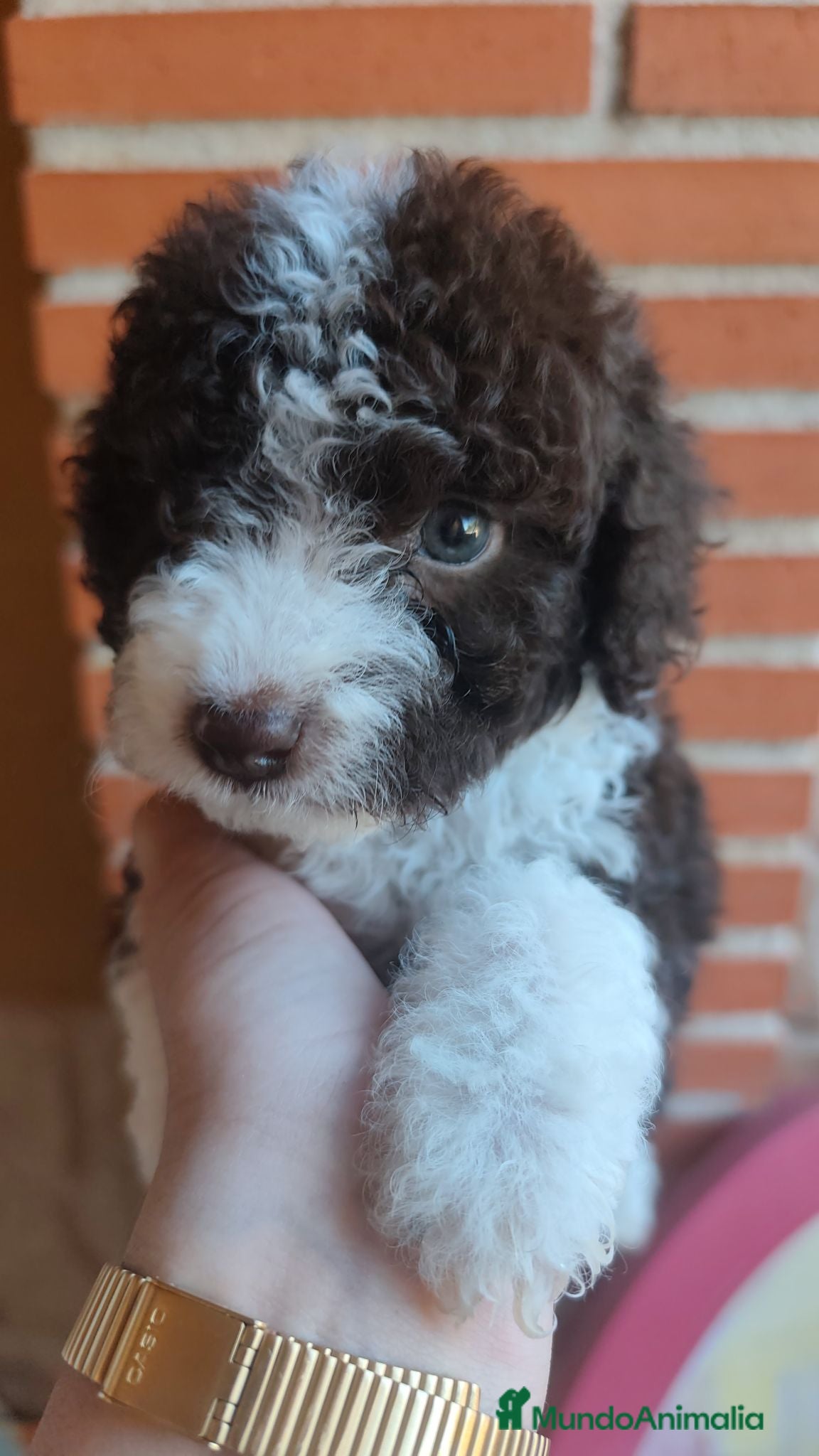 Perro de Agua Español perros Nueva camada de perros de agua - Anuncio 1