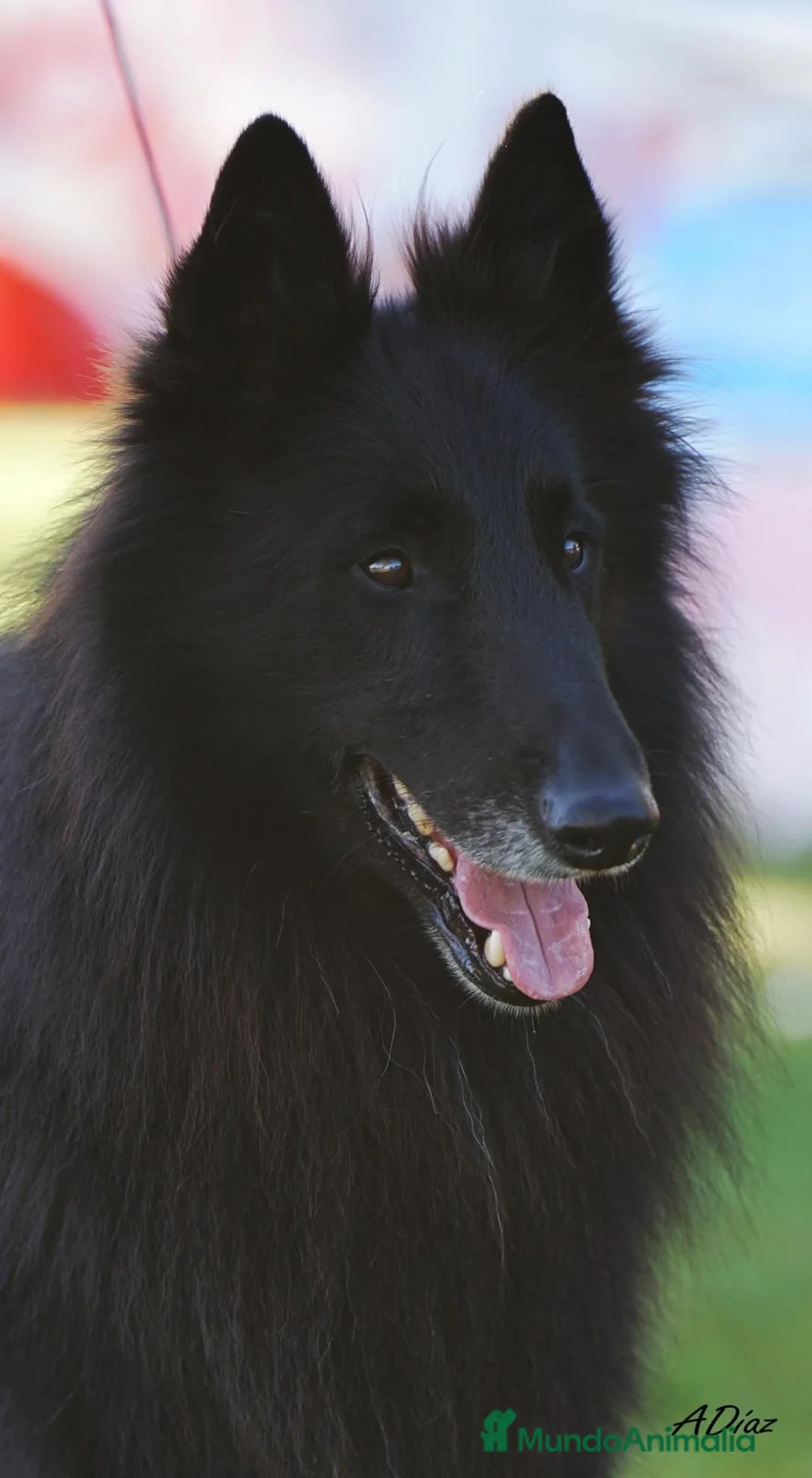 Pastor Belga Groenendael perros en venta: Camada de Pastor Belga Groenendael - Anuncio 5