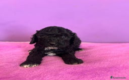 Caniche Enano perros en venta: Caniche mama enana papa toy !!! - Imagen 2