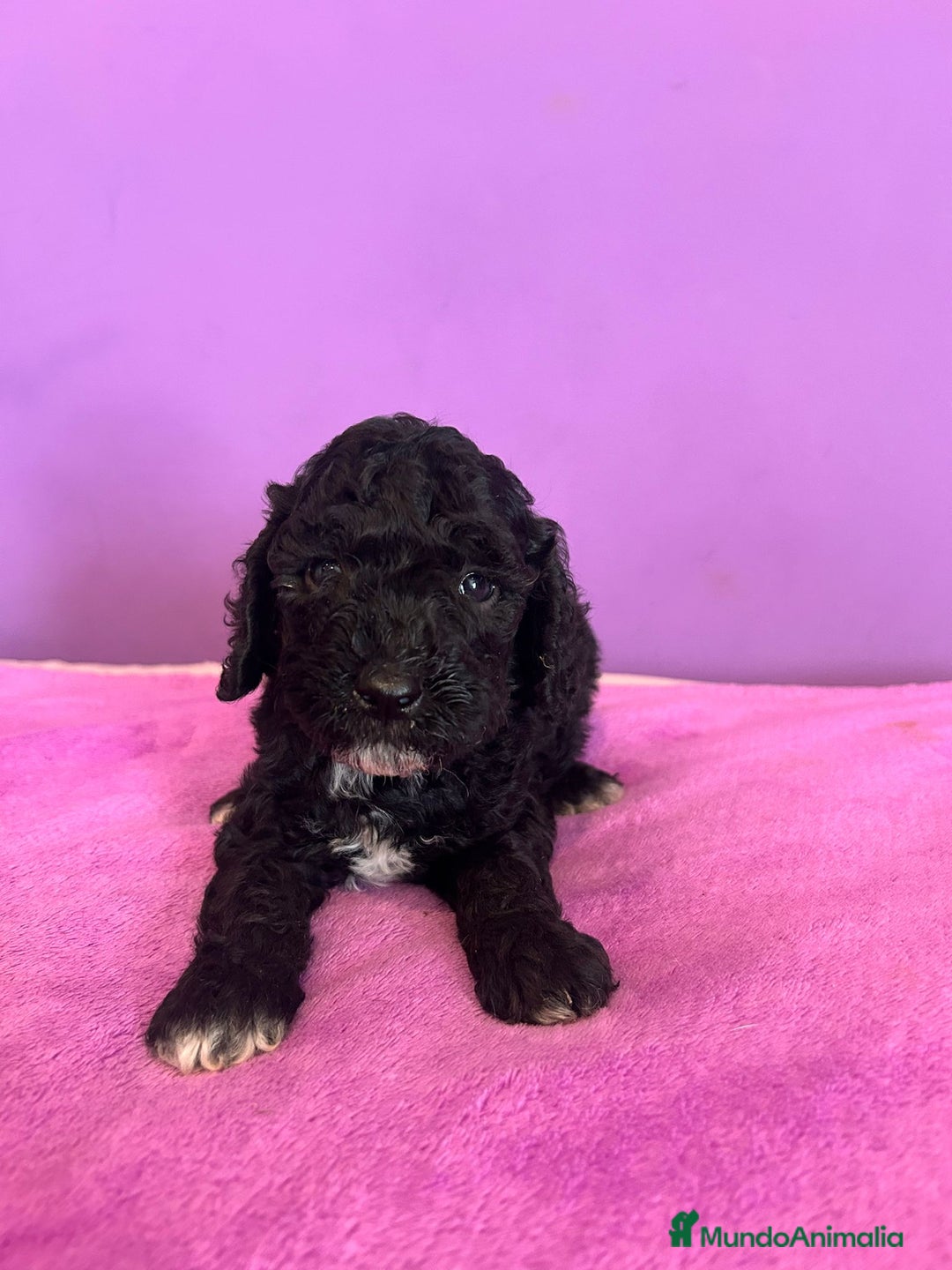 Caniche Enano perros en venta: Caniche mama enana papa toy !!! - Imagen 2