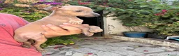 Pequeño Lebrel Italiano perros en venta: Machitos de Lebrel Italiano  - Anuncio 3