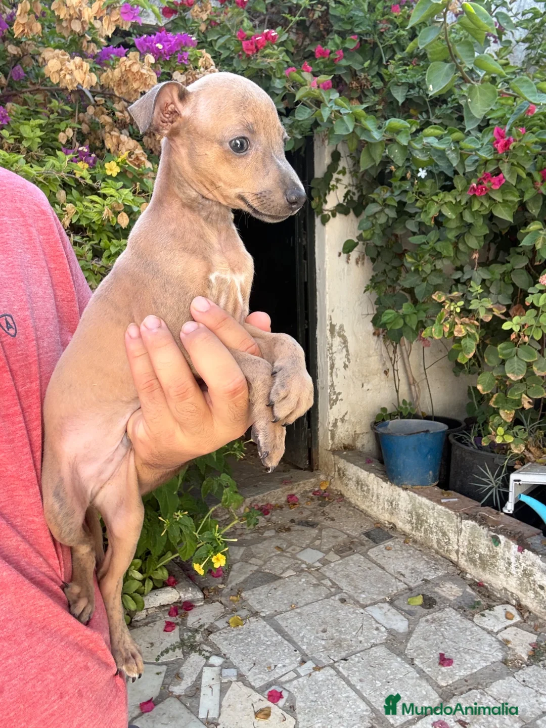 Pequeño Lebrel Italiano perros en venta: Machitos de Lebrel Italiano  - Anuncio 3