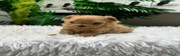 Maltipoo perros en venta: MALTIPOO 100%  - Anuncio 10