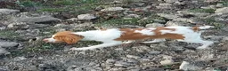 Épagneul Breton perros en venta: Epagneul breton - Anuncio 3