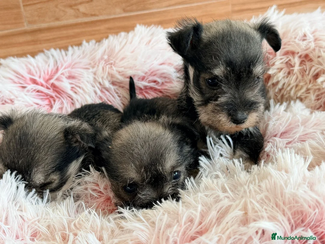 Schnauzer Miniatura perros en venta: Schnauzer mini  - Anuncio 11