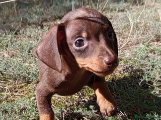 Teckel Miniatura perros - Anuncio 2