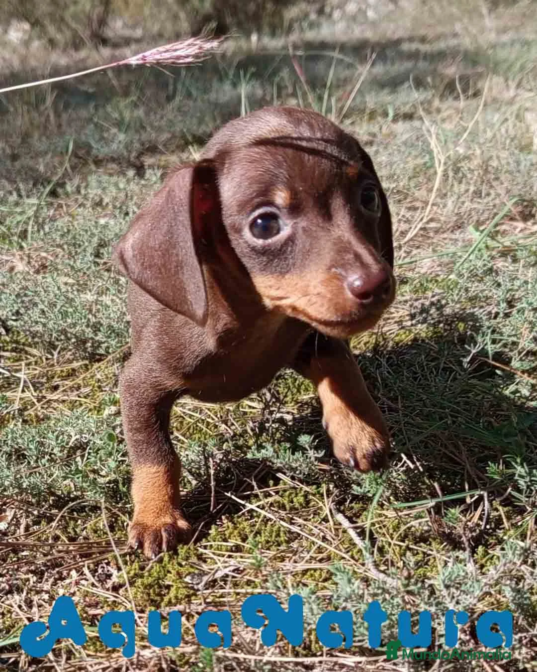 Teckel Miniatura perros en venta: Teckel Macho 3 de Lena AQUANATURA - Anuncio 1