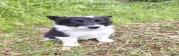 Border Collie perros en venta: Border collie  - Anuncio 2