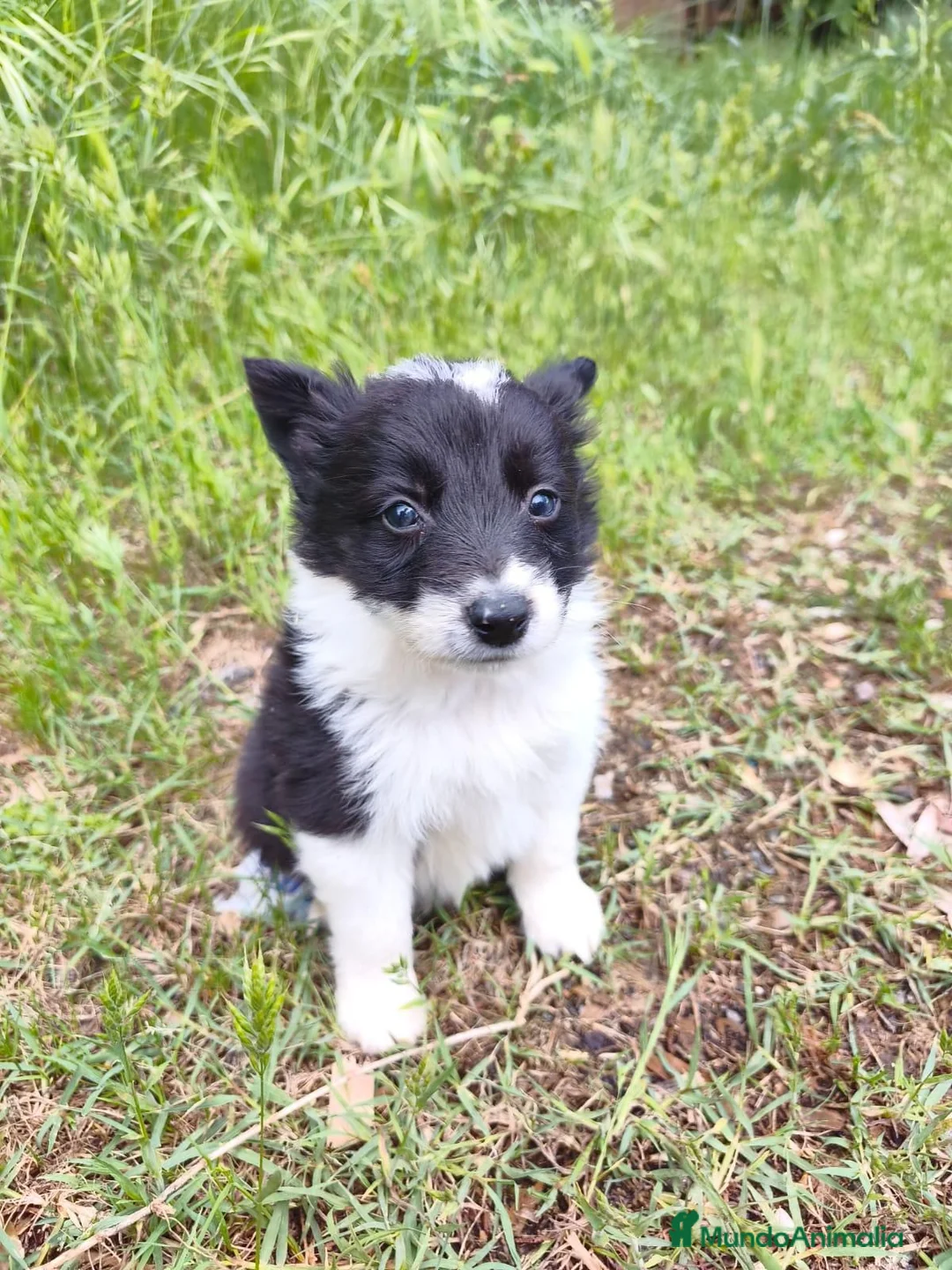 Border Collie perros en venta: Border collie  - Anuncio 2