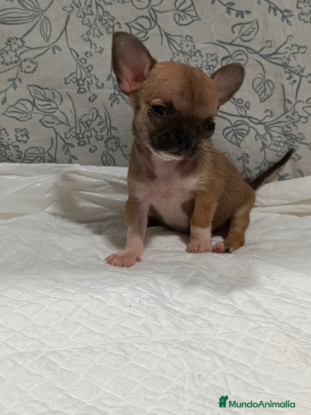 Chihuahua perros en venta: Chihuahua micro Toy hembra  - Imagen 5