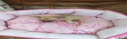 Chihuahua perros en venta: CHIHUAHUA TOY - Anuncio 5