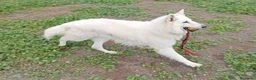 Pastor Blanco Suizo perros en venta: Pastor Blanco Suizo  - Anuncio 3