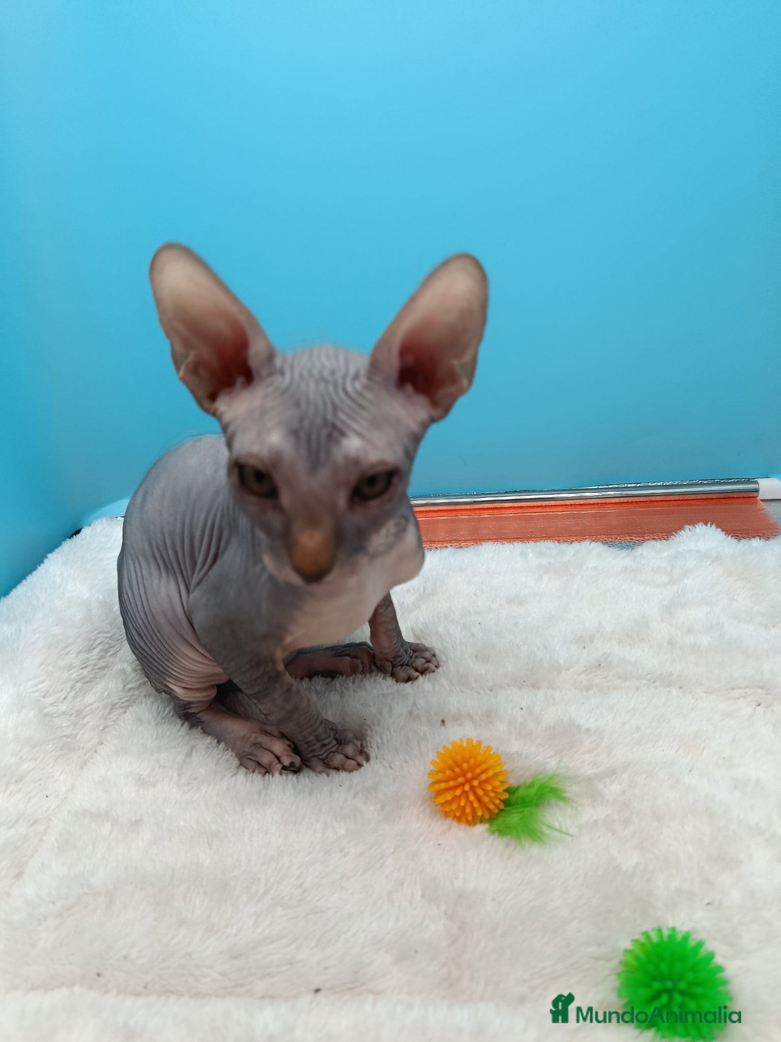 Sphynx gatos en venta: Parejita de Sphynx  - Anuncio 20