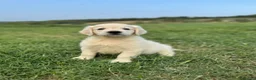 Golden Retriever perros en venta: Camada Golden Retriever.  - Anuncio 4