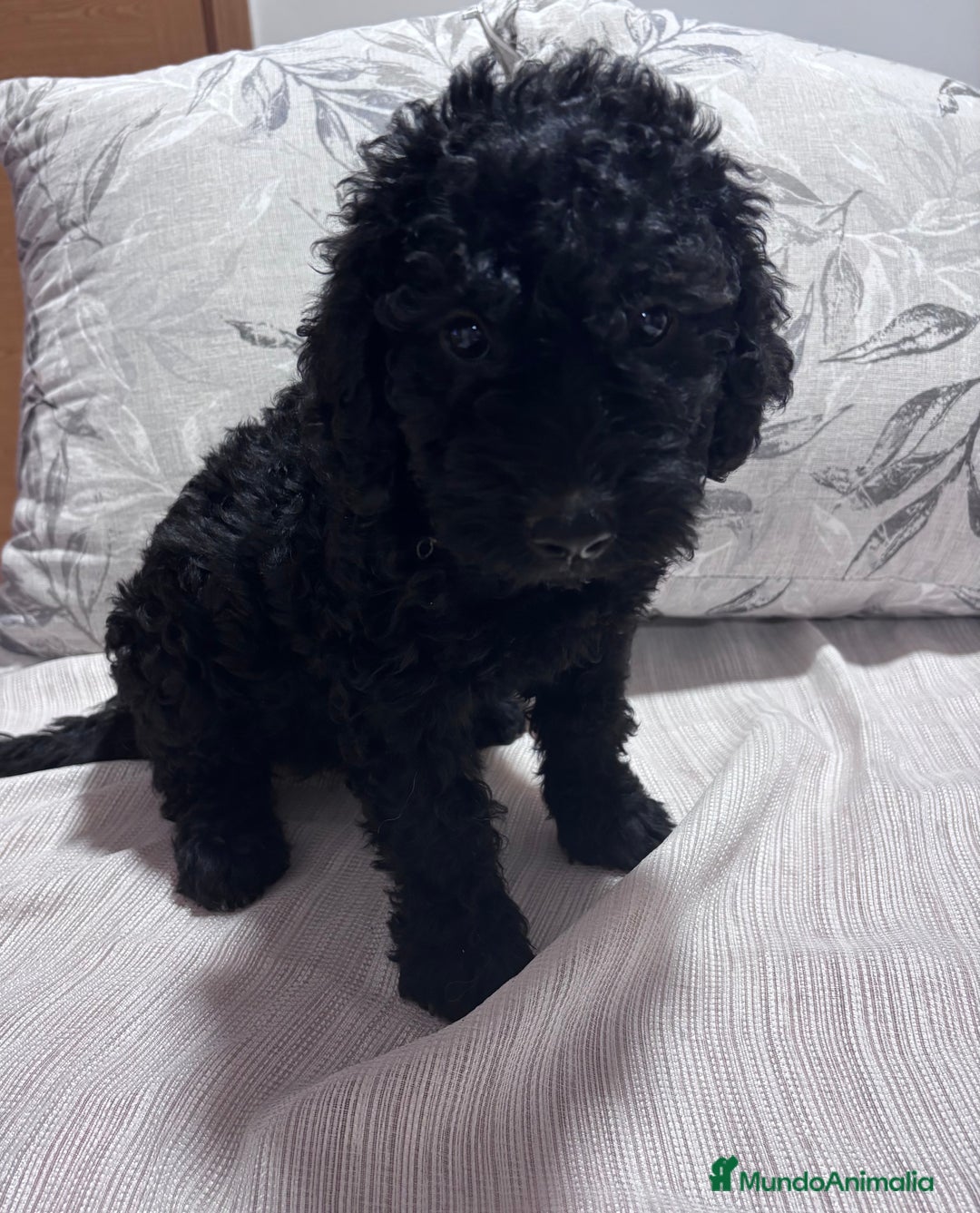 Perro de Agua Español perros en venta: Excelente camada de perro de Agua Español  - Imagen 4