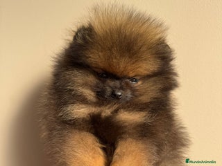 Pomerania perros POMERANIA SUPER MINI - Anuncio 3