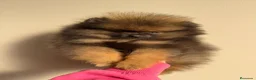Pomerania perros en venta: POMERANIA SUPER MINI - Anuncio 2