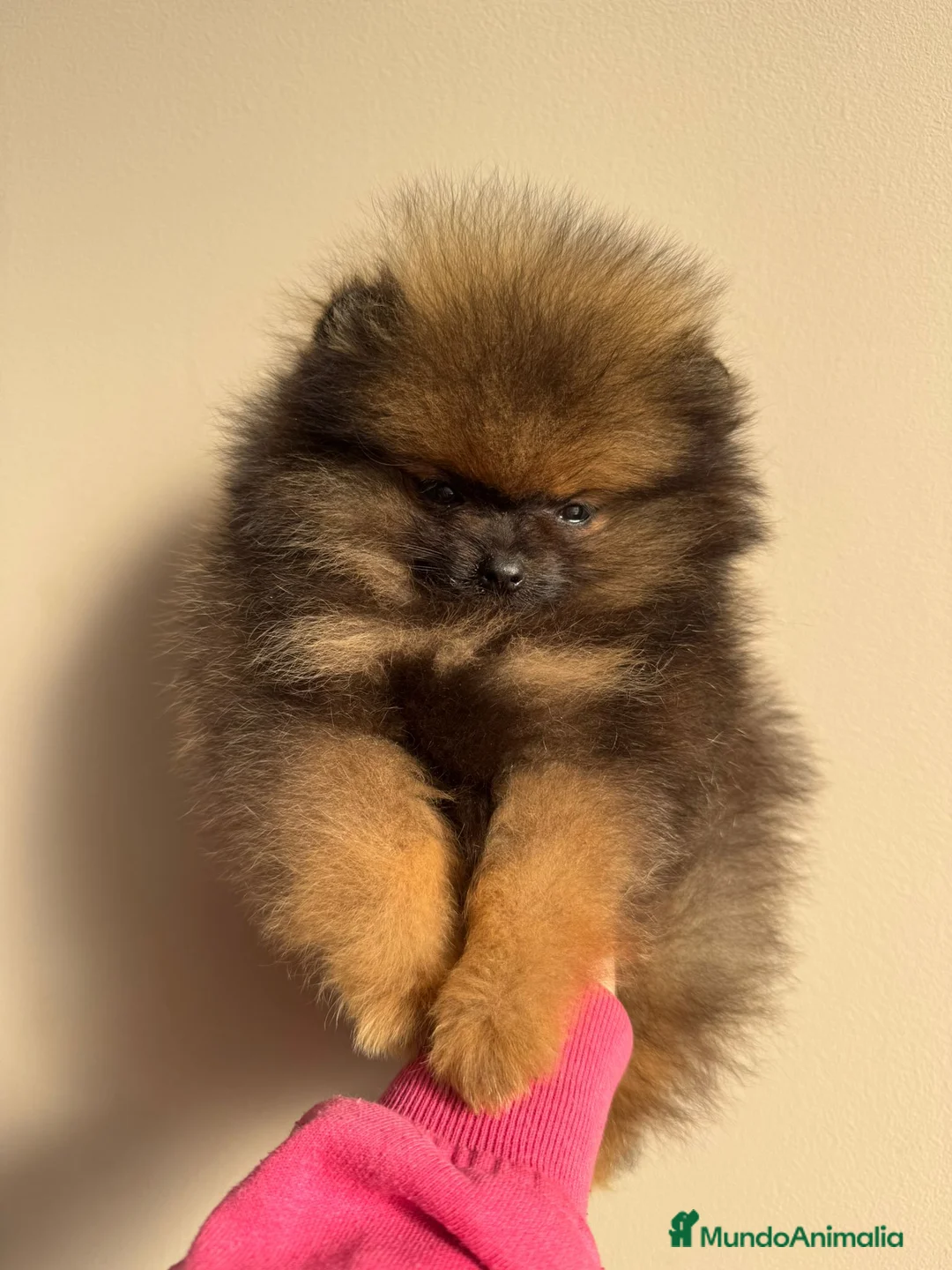 Pomerania perros en venta: POMERANIA SUPER MINI - Anuncio 2