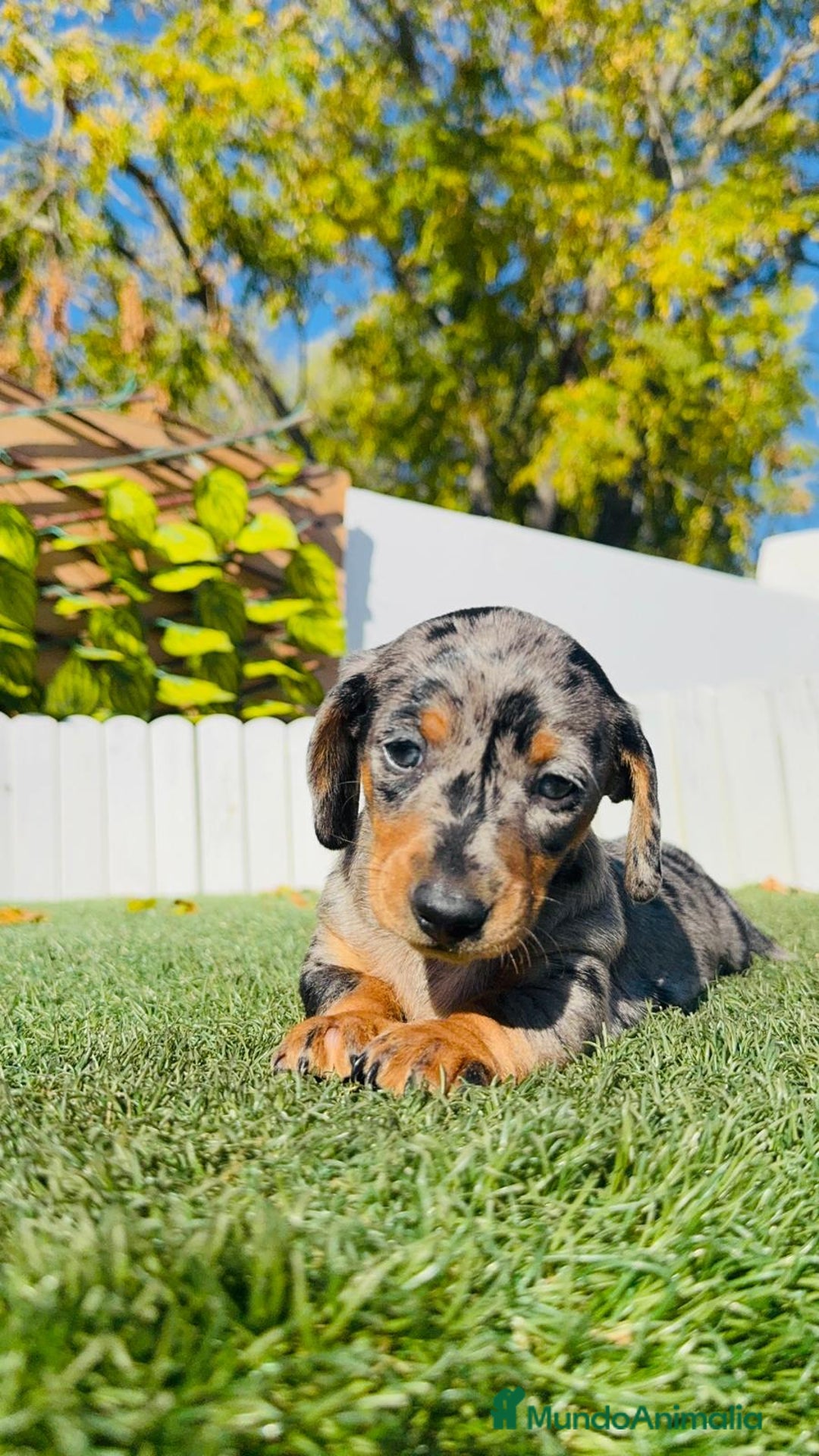 Teckel Miniatura perros en venta: TECKEL MINIATURA HEMBRA - Anuncio 12