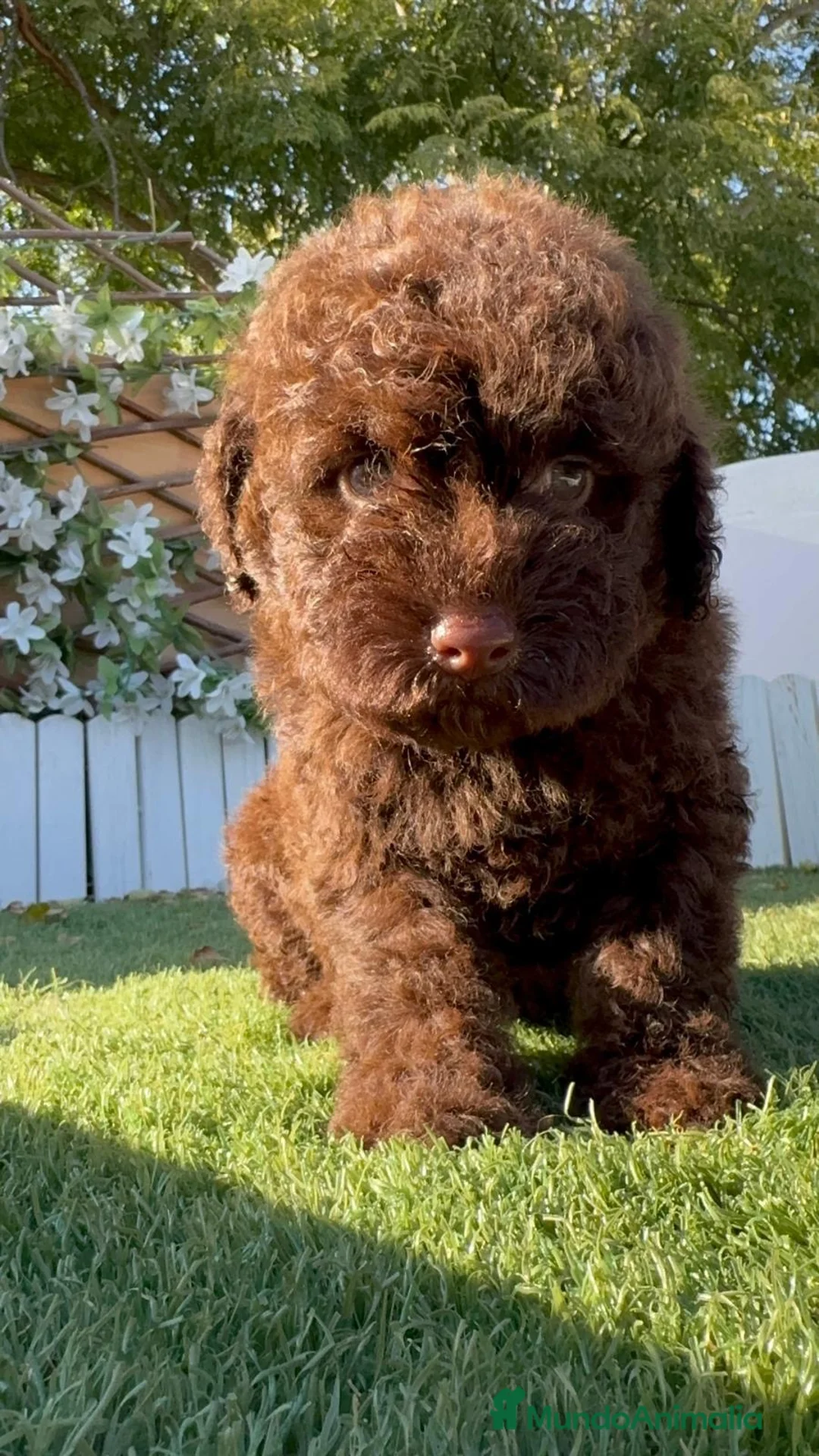 Perro de Agua Español perros en venta: PERRO DE AGUA ESPAÑOL-HEMBRA - Anuncio 1