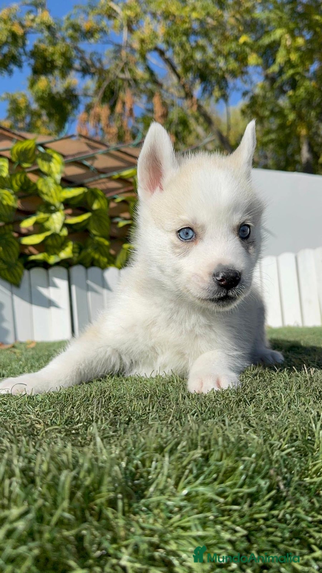 Husky Siberiano perros en venta: HUSKY SIBERIANO - Anuncio 13