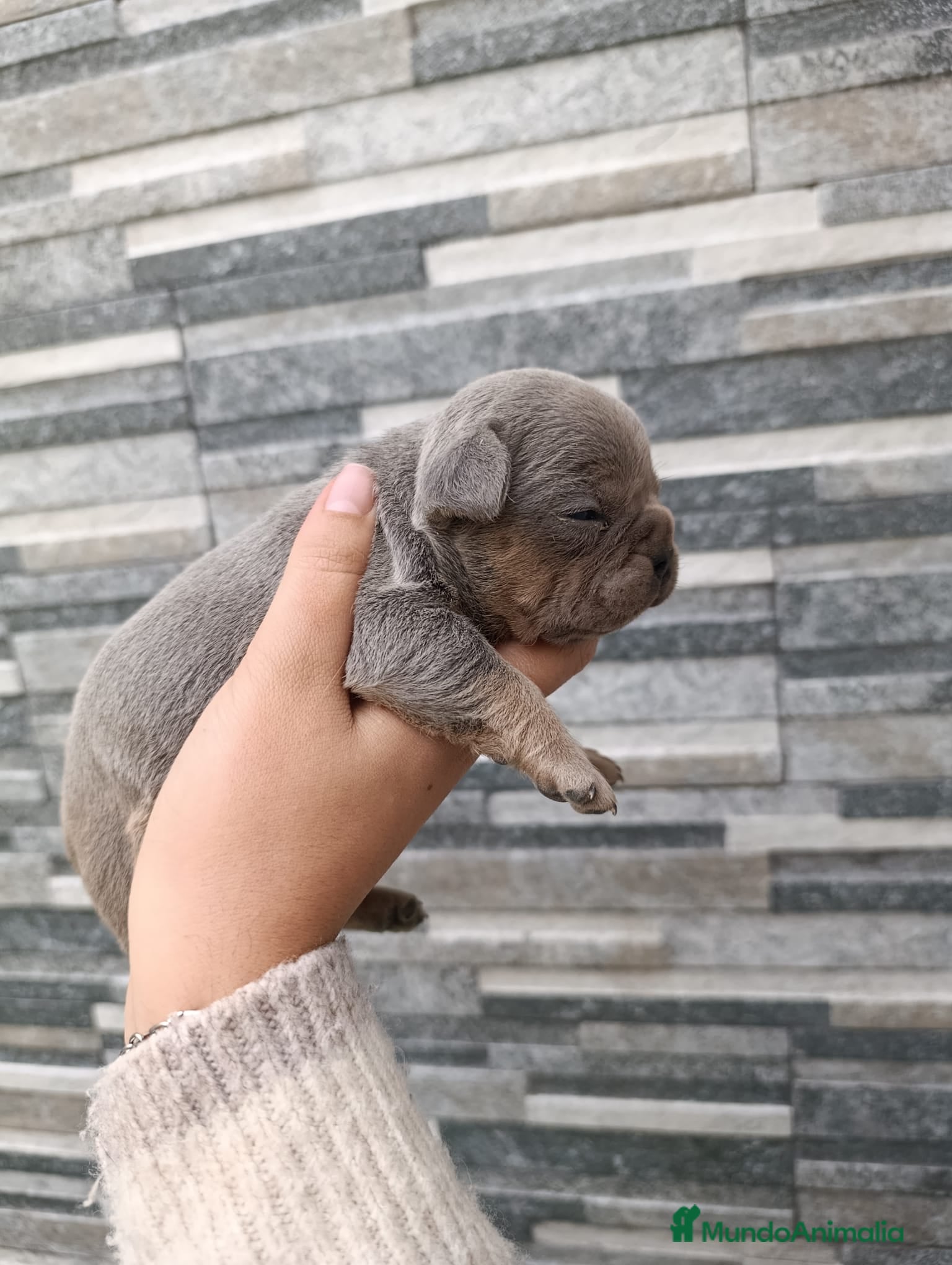 Bulldog Francés perros Bulldog francés exóticos  - Anuncio 1