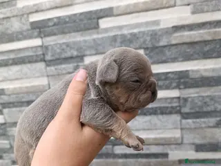 Bulldog Francés perros Bulldog francés exóticos - Anuncio 1