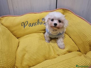 Bichón Maltés perros BICHON MALTÉS 50/50 AMERICANO COREANO - Anuncio 3