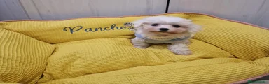 Bichón Maltés Pancho