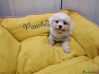 Bichón Maltés perros BICHON MALTÉS 50/50 AMERICANO COREANO - Anuncio 6