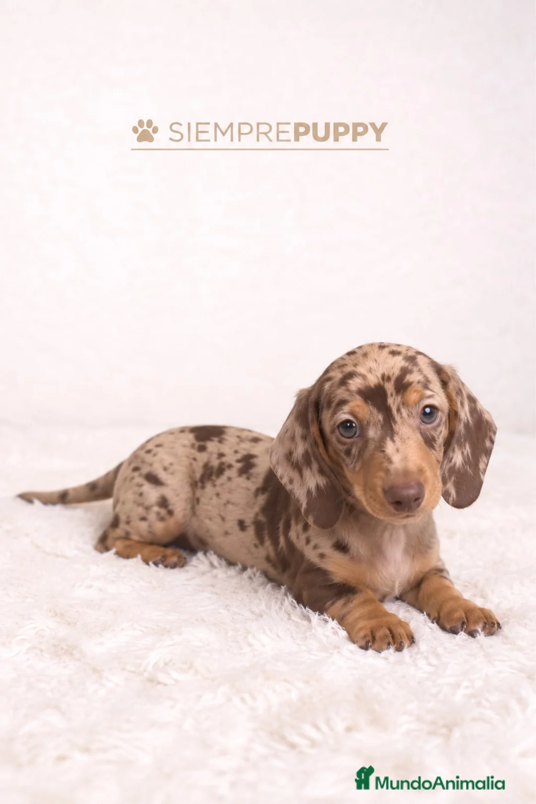 Teckel Miniatura perros en venta: TECKEL MINI CHOCOLATE ARLEQUÍN - Anuncio 2