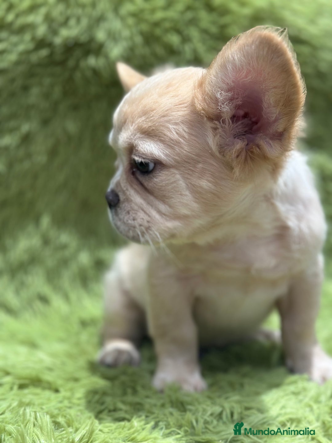 Bulldog Francés perros en venta: BULLDOG FRANCÉS FLUFFY PLATINUM - Imagen 8