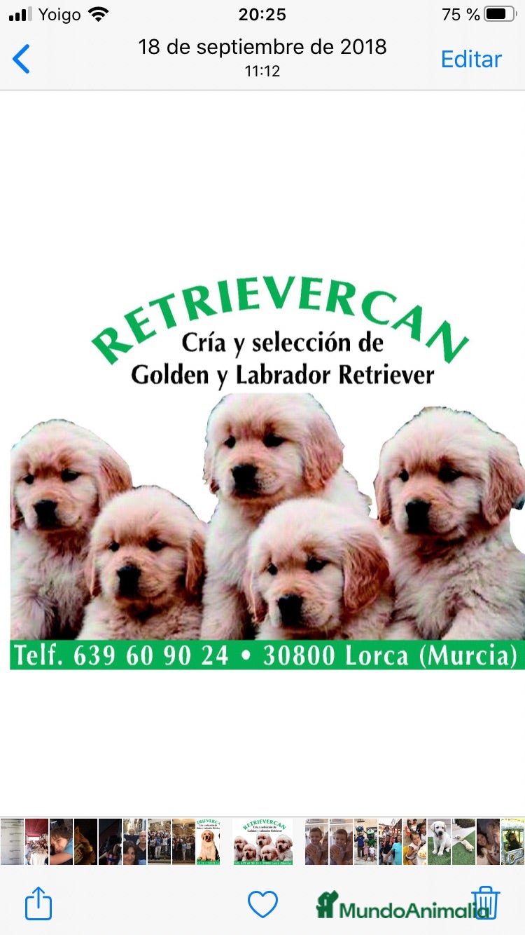 Golden Retriever perros Cachorros golden con pedigree top - Anuncio 1