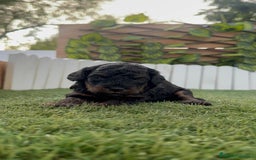Caniche Toy perros en venta: CANICHE TOY HEMBRA COLOR NEGRO PHANTOM - Imagen 15