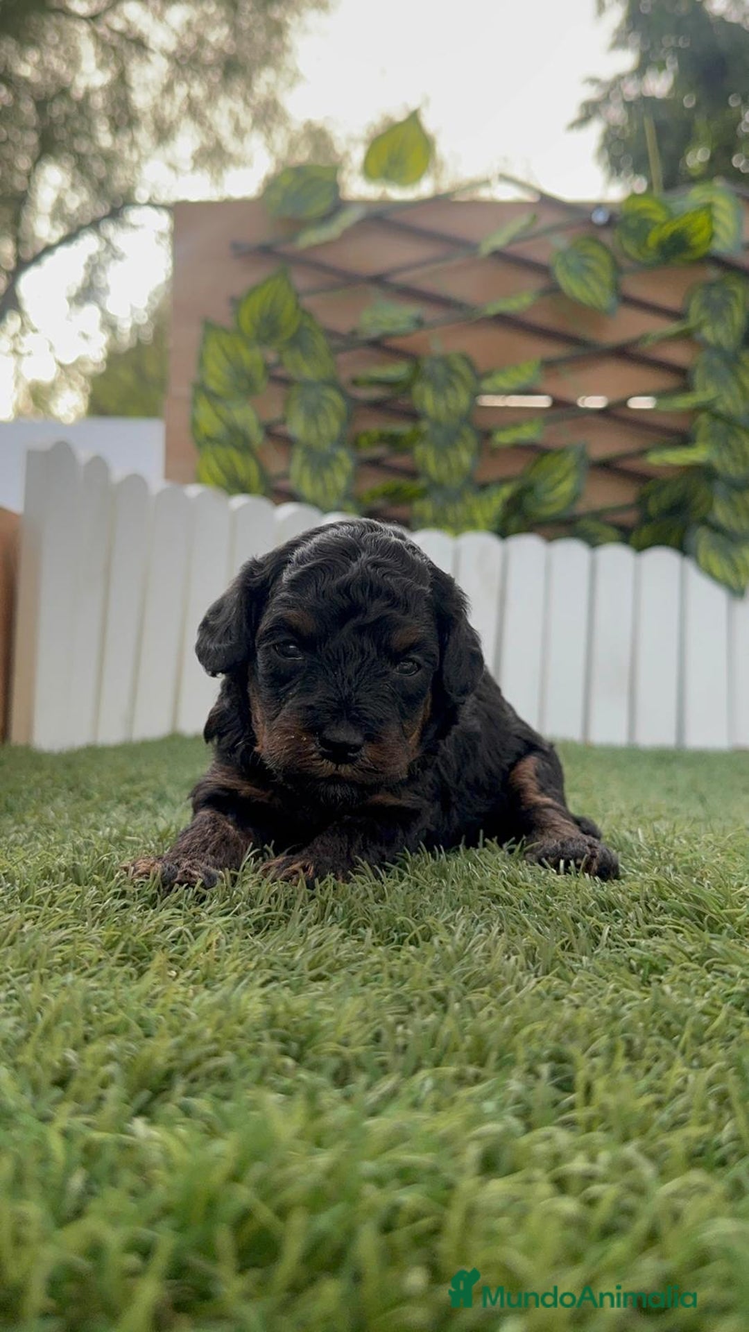 Caniche Toy perros en venta: CANICHE TOY HEMBRA COLOR NEGRO PHANTOM - Imagen 15