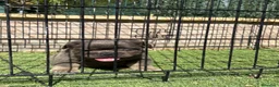 Bulldog Francés perros en venta: Cachorro fuffly  - Anuncio 9