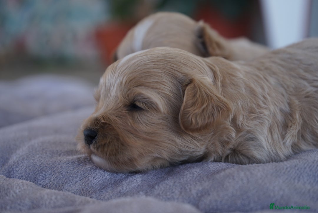 Maltipoo perros en venta: 🐾 Kepi y Harry – Maltipoo en sus primeros días ☁️ - Imagen 8