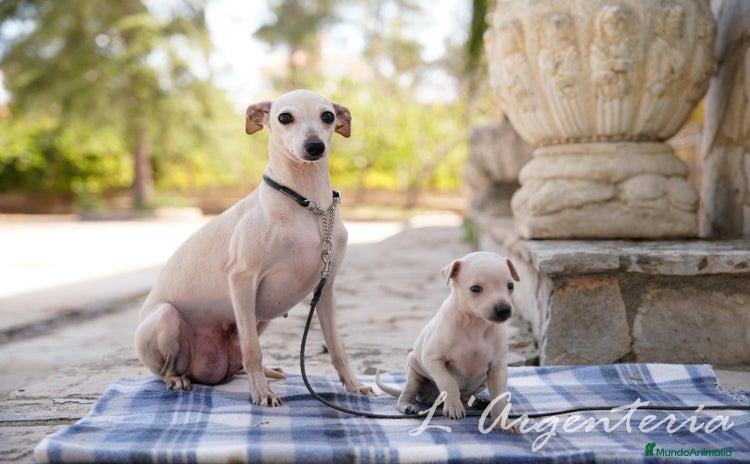 Pequeño Lebrel Italiano perros - Propaganda 1