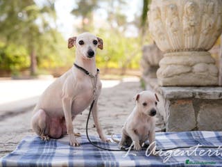 Pequeño Lebrel Italiano perros camada de piccolo lebrel italiano - Anuncio 6