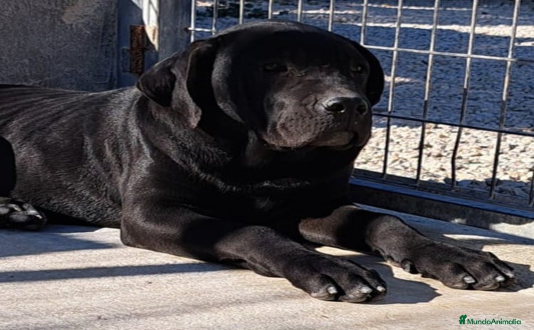 Cane Corso perros Cane Corso - Anuncio 15