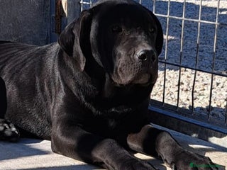 Cane Corso perros Cane Corso - Anuncio 2
