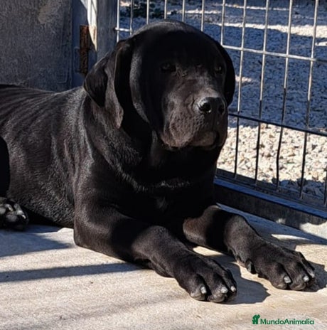 Cane Corso perros Cane Corso - Anuncio 15
