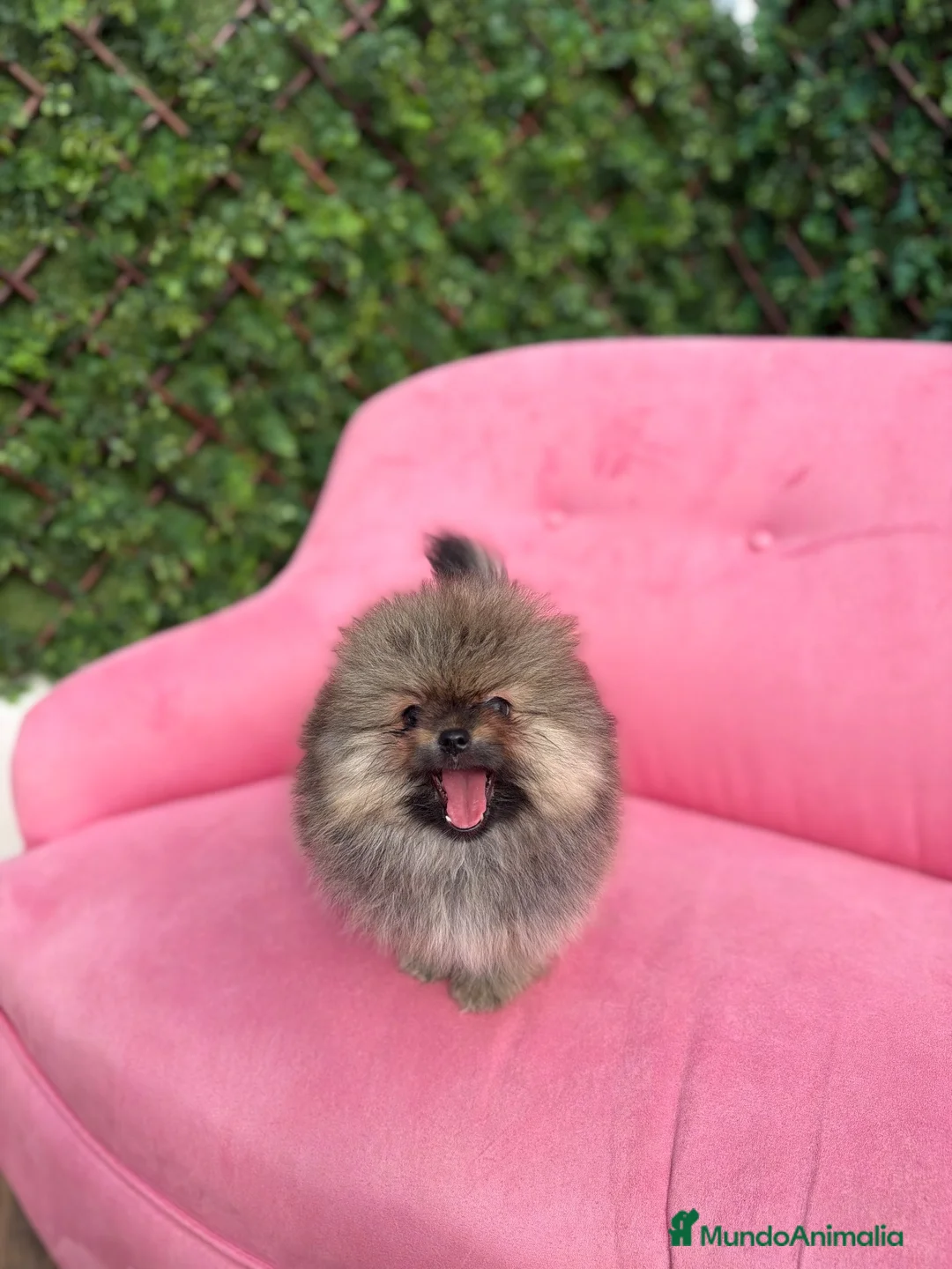 Pomerania perros en venta: Espectacular Pomerania  - Anuncio 2
