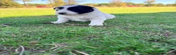 Border Collie perros en venta: Border collie - Anuncio 9