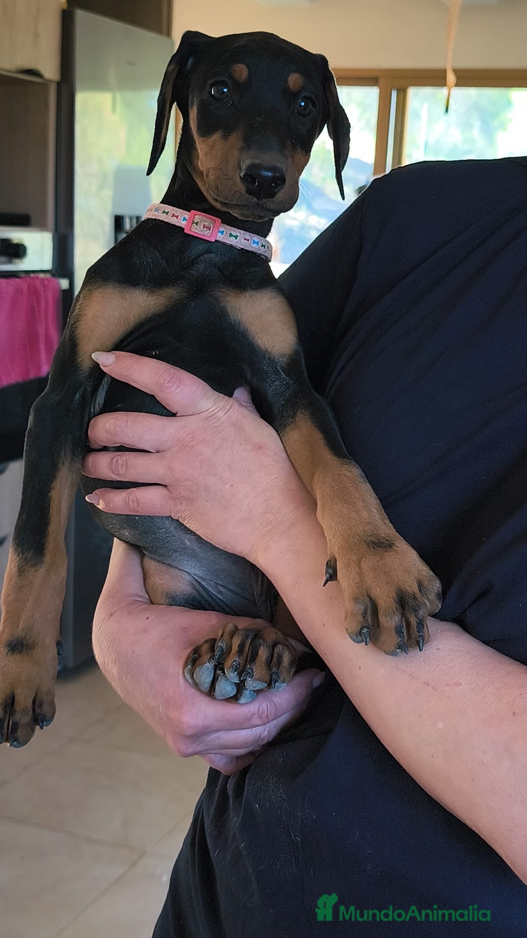 Dobermann perros Cachorra de doberman - Anuncio 2