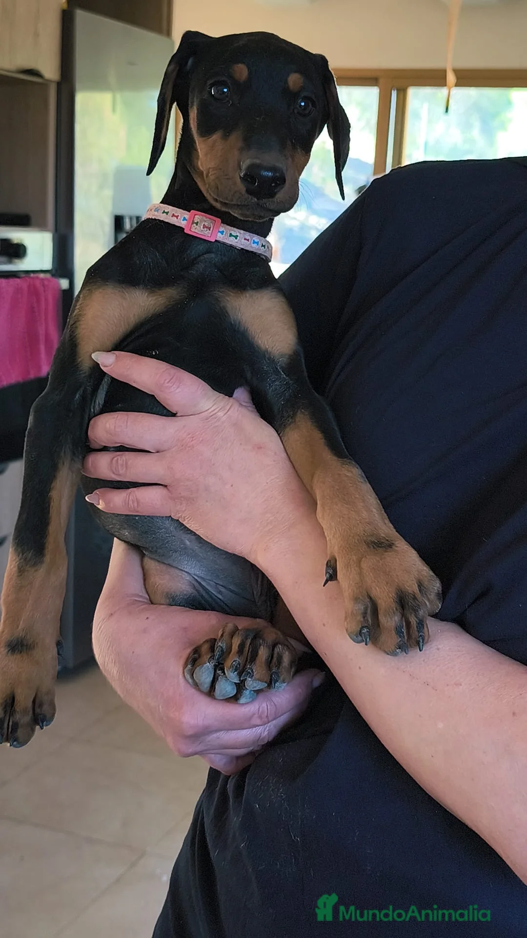 Dobermann perros en venta: Cachorra de doberman - Anuncio 1